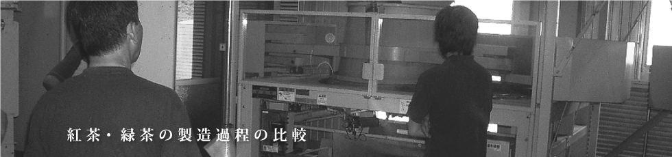 紅茶・緑茶の製造過程の比較